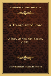 Transplanted Rose