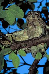 Eastern Screech Owl Journal