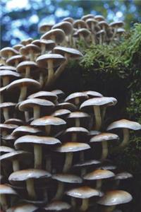 Forest Mushrooms Journal