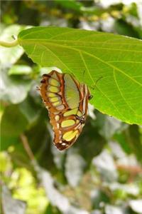 A Malachite Butterfly (Siproeta stelenes) Journal