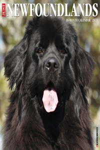 Just Newfoundlands 2021 Wall Calendar (Dog Breed Calendar)