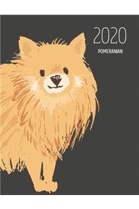 2020 Pomeranian
