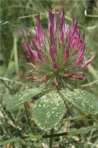 Trifolium Hirtum Rose Clover Journal