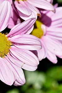 Daisy Notebook