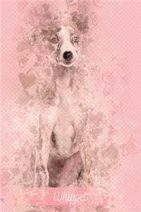 Whippet