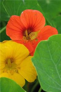 Nasturtium Cress Flowers Journal