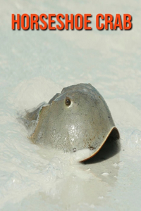 Horseshoe Crab