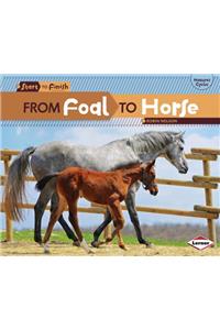 From Foal to Horse