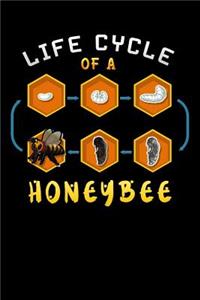 life cycle of a honeybee