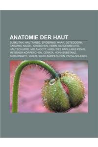 Anatomie Der Haut