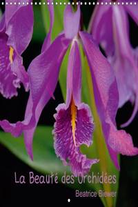 Beaute Des Orchidees 2017