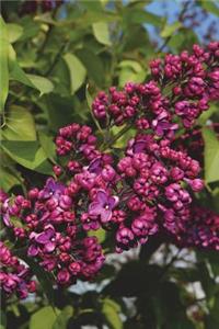 New Hampshire State Flower - Purple Lilac Journal