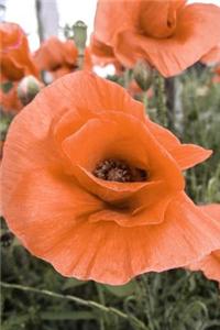 Orange Poppies in the Field Flower Journal