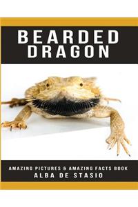 Bearded Dragon