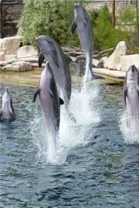 Bottlenose Dolphins Performing Journal