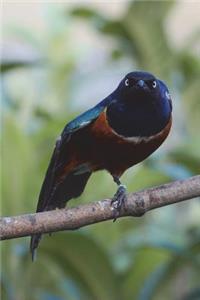 Say Hello to the Superb Starling Bird Journal: 150 Page Lined Notebook/Diary