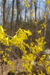 Journal Forsythia Branch Against Forest