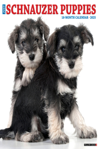 Schnauzer Puppies 2026 12 X 12 Wall Calendar