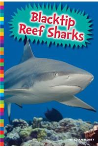 Blacktip Reef Sharks