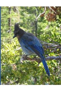 World Birds Atlas (Volume 1)