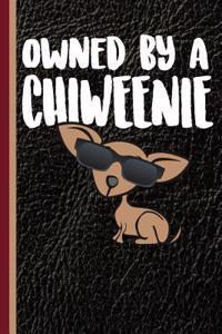 Owned by a Chiweenie