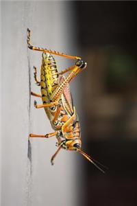 Grasshopper Journal