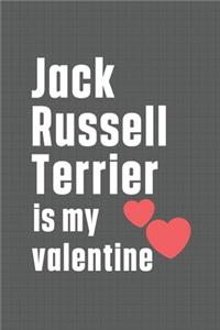 Jack Russell Terrier is my valentine