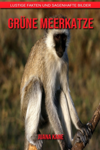 Grüne Meerkatze