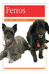 Perros (Dogs)