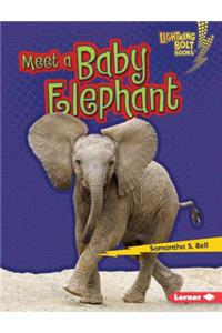 Meet a Baby Elephant