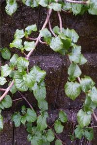 Journal Spring Moss Leaves Vine