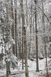 2020 Daily Planner Winter Photo Snow Covered Evergreen Branches 388 Pages