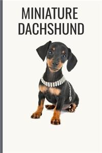 Miniature Dachshund