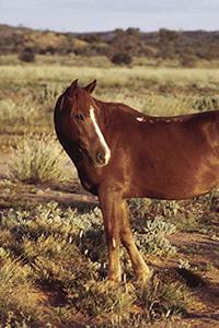 2020 Weekly Planner Horse Photo Equine Horse Pasture 134 Pages