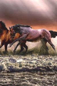 Horse Horses Equine Equestrian Brumby Cavalry Galopping Racing Herd Wild Pasture