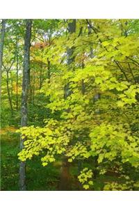 School Composition Book Wooded Area 130 Pages