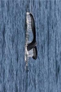 The Fluke of a Humpback Whale in Alaska Journal