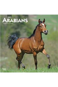 Arabians 2021 Square
