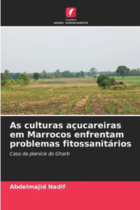 As culturas açucareiras em Marrocos enfrentam problemas fitossanitários