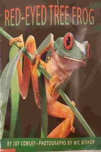 Red-Eyed Tree Frog