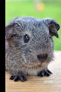 Guinea Pig Notebook