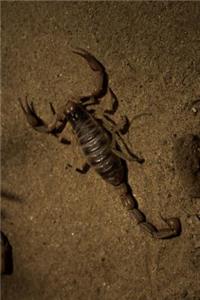 Scorpion Journal: 150 Page Lined Notebook/Diary