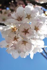 Cherry Blossom Grid Notebook