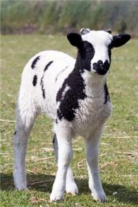 Jacob Sheep Journal