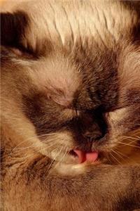 British Shorthair Cat with her Tongue Out Journal