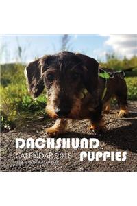 Dachshund Puppies Calendar 2018