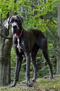 The Majestic Great Dane Canine