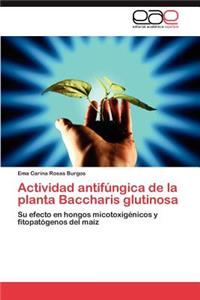 Actividad Antifungica de La Planta Baccharis Glutinosa