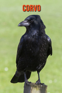 Corvo