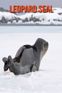 Leopard Seal